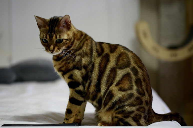 Bengal Katze Haltung
