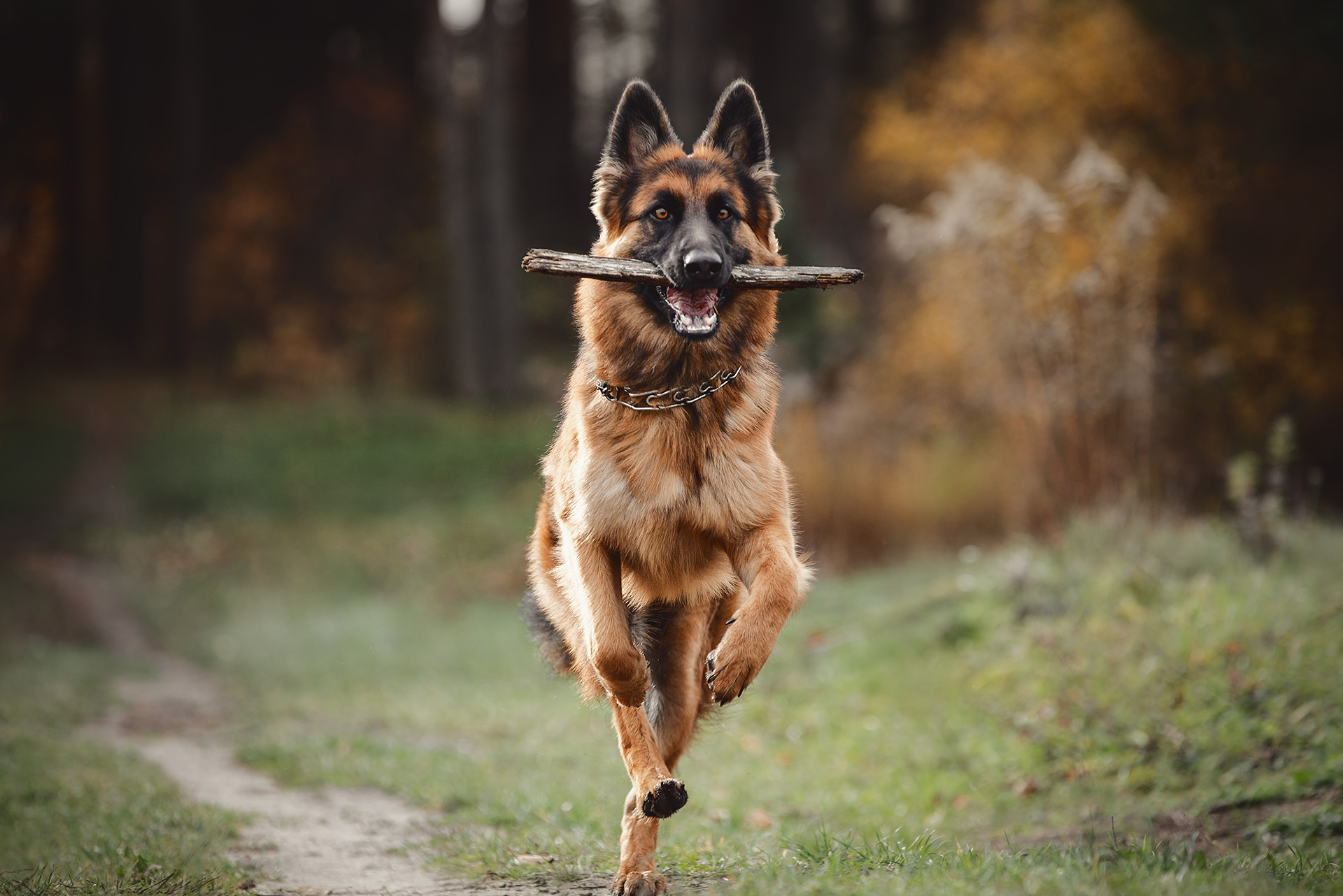 Deutsche Schäferhunde 1000 Teile Puzzle – Quer, Premium-Qualität Aus Europa, Für Puzzle-Fans Ab 14 Jahren