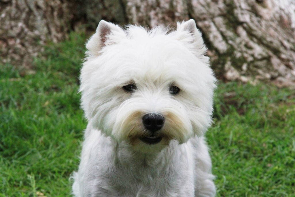 West Highland White Terrier - rassetypischer ausdruck